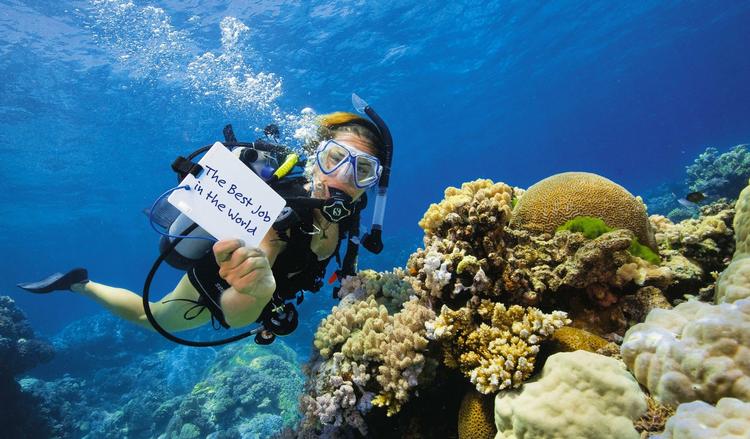 Snorkling og fodring af fisk er en del af pligterne i 'Verdens bedste job'. Billedet her stammer fra turistkontoret i Queensland, Australien. 