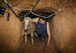 Billedet er taget i august og viser en palæstinenser, der smugler en ged igennem en tunnel under Rafah. 