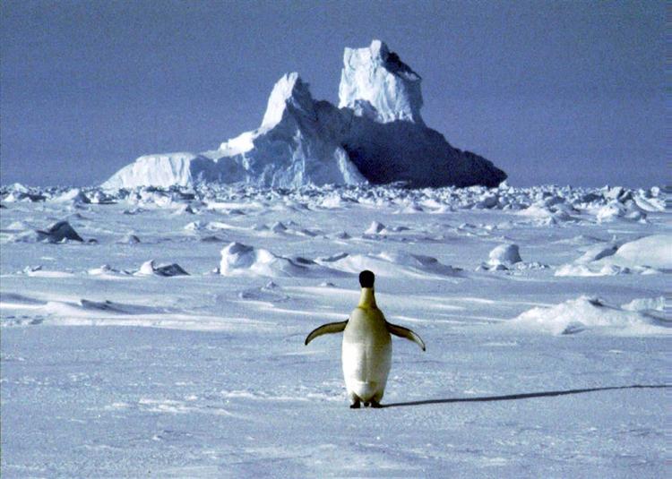 Pingvinerne kommer ikke til at overleve, hvis havisen omkring antarktis forsvinder, lyder advarslen fra WWF. 