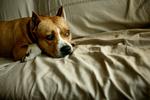 There are currently some 20,000 heavily-muscled dogs in Denmark compared to only 1,000 in 2001. Archive photo of an Amstaff. 