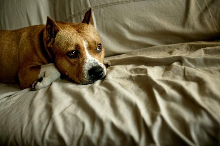There are currently some 20,000 heavily-muscled dogs in Denmark compared to only 1,000 in 2001. Archive photo of an Amstaff. 