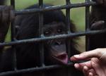 Dværgchimpanse. Arkivfoto. 