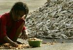 En pige renser rejer ved siden af en bunke fisk på havnen i Mumbai i Indien. Marinebiologer advarer om, at store havområder er i fare for at blive 'ørkener' på grund af forurening og iltsvind. Arkivfoto. 