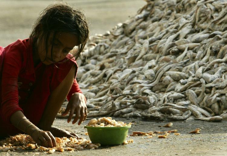 En pige renser rejer ved siden af en bunke fisk på havnen i Mumbai i Indien. Marinebiologer advarer om, at store havområder er i fare for at blive 'ørkener' på grund af forurening og iltsvind. Arkivfoto. 