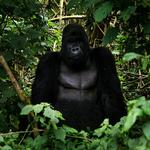 Den truede bjerggorilla i Verunga Nationalpark i Congo. Arkivfoto. 