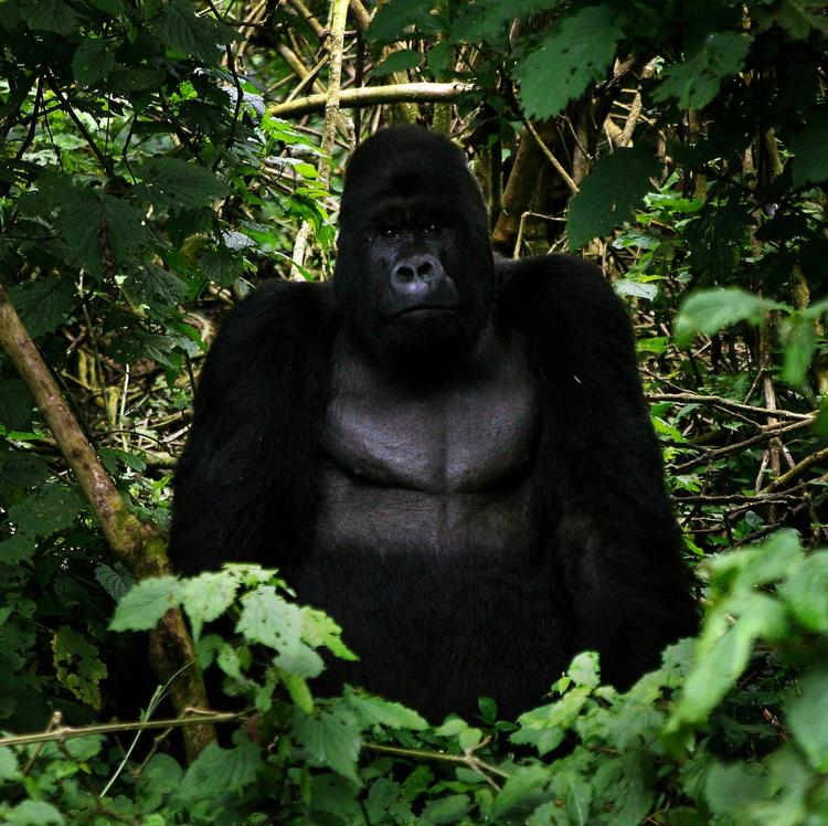 Den truede bjerggorilla i Verunga Nationalpark i Congo. Arkivfoto. 