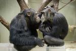 I gennemsnit varer et venskab mellem chimpanser syv år, viser studier af Afrikas største chimpanseflok i  Uganda. Arkivfoto. 