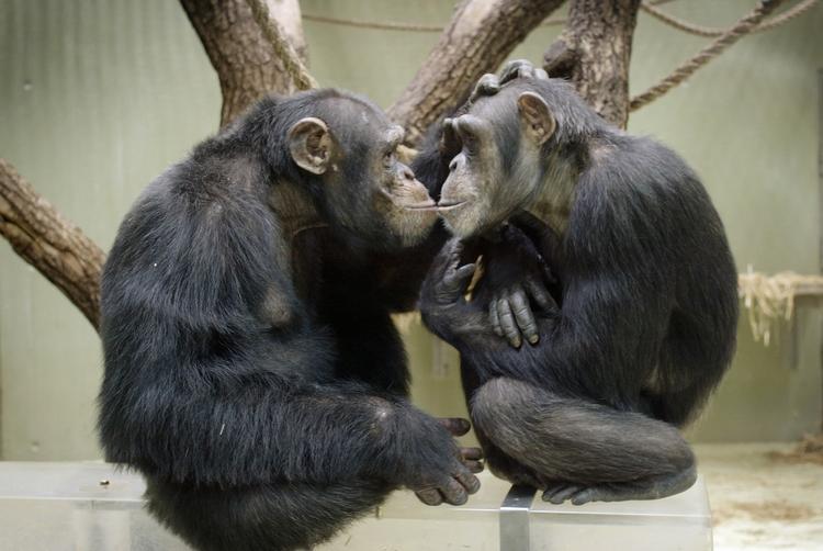 I gennemsnit varer et venskab mellem chimpanser syv år, viser studier af Afrikas største chimpanseflok i  Uganda. Arkivfoto. 