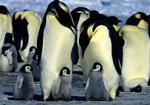 Penguin Protection