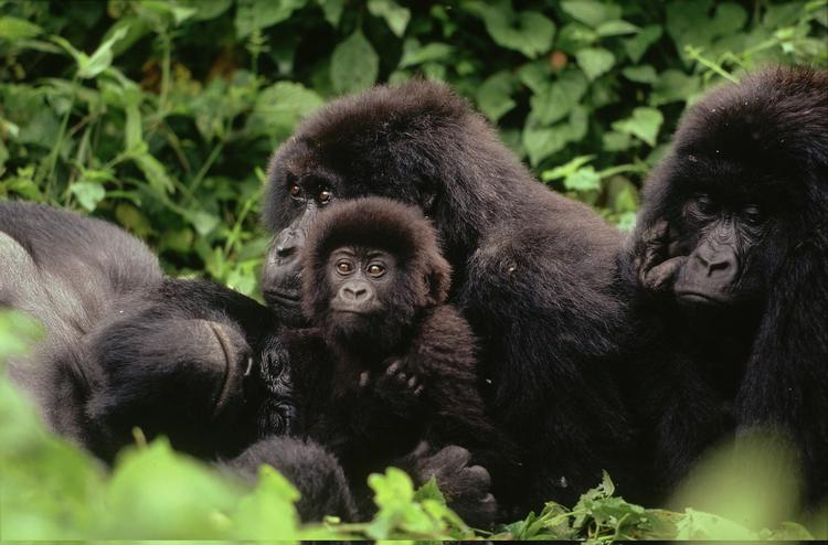 Bjerggorilla-familie i Virunga-nationalparken i DR Congo. 