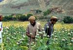 Der Spiegel has information that NATO commander John Craddock wants the alliance to kill opium dealers in afghanistan without proof of connection to the insurgency. 
