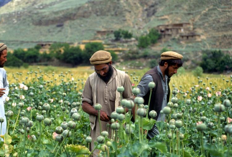 Der Spiegel has information that NATO commander John Craddock wants the alliance to kill opium dealers in afghanistan without proof of connection to the insurgency. 