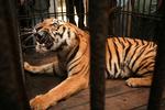 En vildtlevende syg tiger er blevet fanget og er bur i en zoologisk have i Calcutta, Indien (arkivfoto). 
