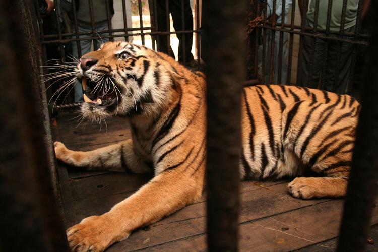 En vildtlevende syg tiger er blevet fanget og er bur i en zoologisk have i Calcutta, Indien (arkivfoto). 