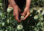 Afghanistan is one of the world's major producers of opium, providing financing for the Taliban. 