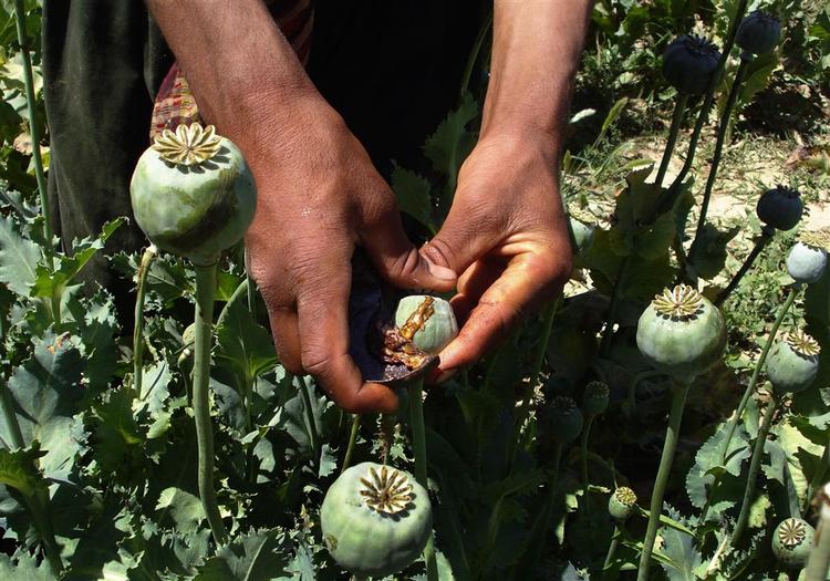 Afghanistan is one of the world's major producers of opium, providing financing for the Taliban. 