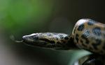 En titanboa kunne blive mere end dobbelt så lang og veje fire gange mere end en anaconda. Billedet her viser en fem dage gammel babyanaconda. 