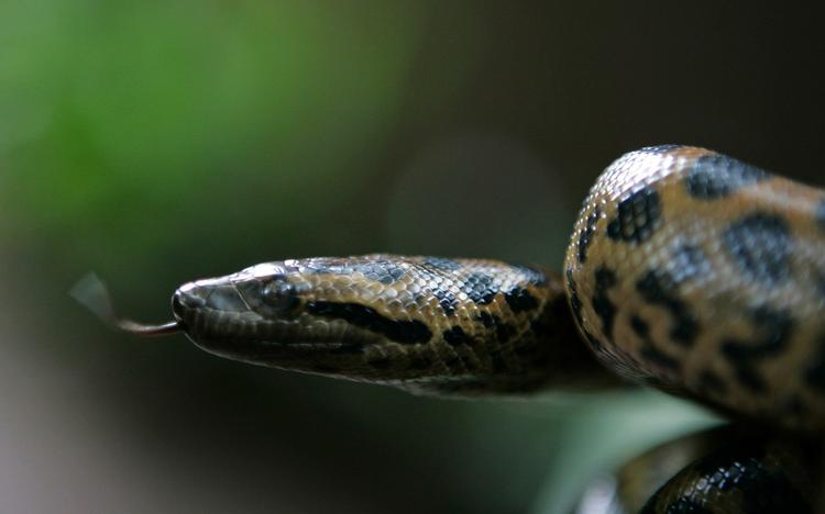 En titanboa kunne blive mere end dobbelt så lang og veje fire gange mere end en anaconda. Billedet her viser en fem dage gammel babyanaconda. 