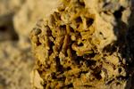 Fossil fra Fakse Kalkbrud