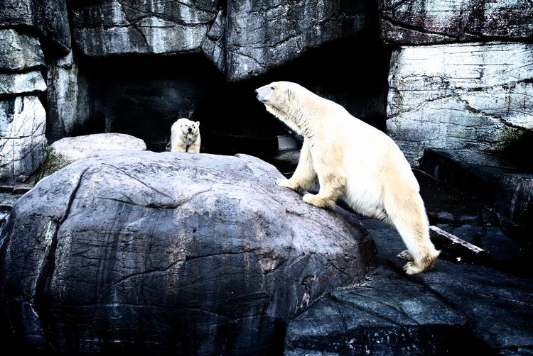 Klimaforanderinger. Aalborg Zoo ser på, hvad klimaforanderinger kommer til at betyde for dyr som isbjørnen. Her er det dog isbjørnene i København. Arkivfoto. 