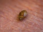 Væggelus plager flere og flere. 