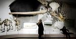 Darwin-udstillingen på Zoologisk Museeum er flyttet ind i Ocean Salen, hvor man smart nok bare har ladet de imponerende hvalskeletter hænge. 