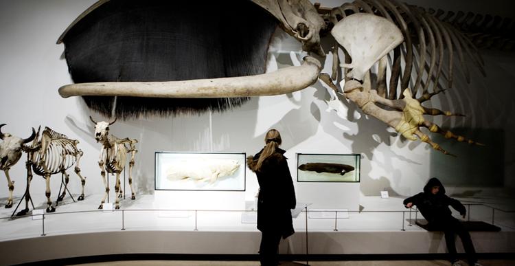 Darwin-udstillingen på Zoologisk Museeum er flyttet ind i Ocean Salen, hvor man smart nok bare har ladet de imponerende hvalskeletter hænge. 
