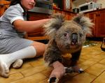 Koalaen Sam, der blev reddet i Gippsland, øst for Melbourne. 