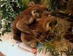 Koala Sam og Koala Bob er blevet rigtig gode venner på dyrehospitalet. De er begge i gevaldig bedring efter slemme forbrændinger på poterne. 