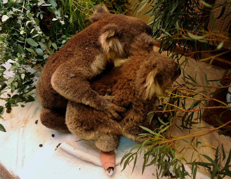 Koala Sam og Koala Bob er blevet rigtig gode venner på dyrehospitalet. De er begge i gevaldig bedring efter slemme forbrændinger på poterne. 