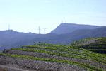 Fornyelserne er på vej i Spanien – både på markerne og i kældrene. Her er det Torres’ nyanlagte vin- marker i Priorat i Catalonien. 