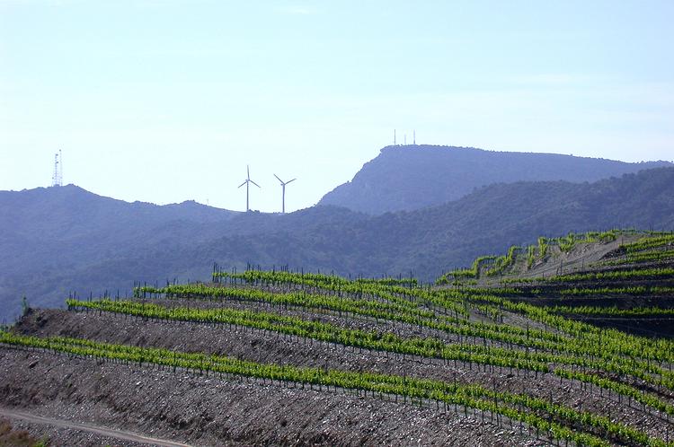 Fornyelserne er på vej i Spanien – både på markerne og i kældrene. Her er det Torres’ nyanlagte vin- marker i Priorat i Catalonien. 