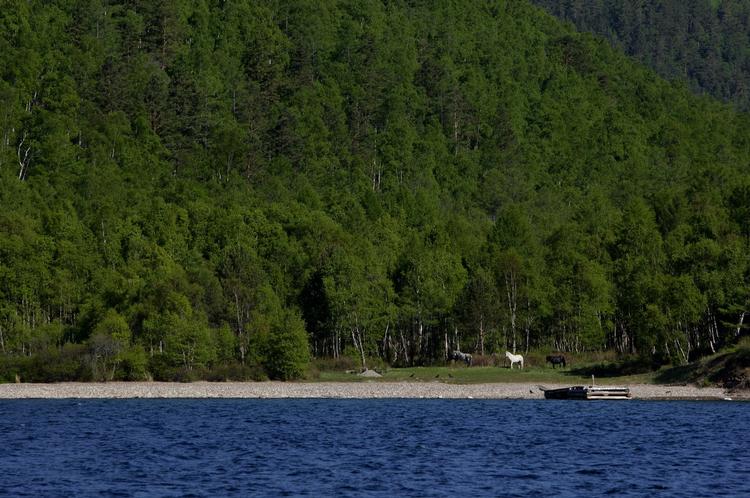 Baikal-søen lægger vand til 1.500  plante-og dyrearter, der ikke findes andre steder i verden. 
