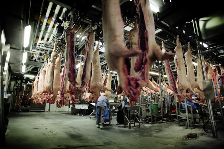 861 medarbejdere rammes af lukningerne hos Danish Crown. Hver fjerde kan sandsynligvis fortsætte med at arbejde i virksomheden. Arkivfoto. 