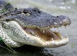 ALLIGATOR ATTACKS 