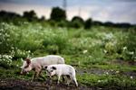 Kinesiske landmænd har set sig lune på det mærke, som Dyrenes Beskyttelse samarbejder med Friland om. Arkivfoto 