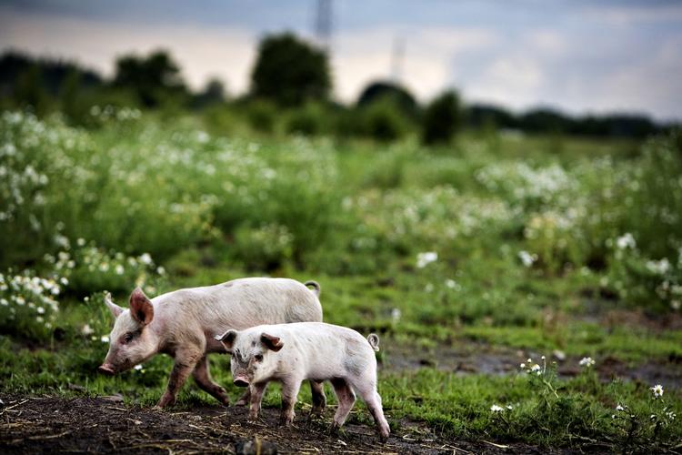 Kinesiske landmænd har set sig lune på det mærke, som Dyrenes Beskyttelse samarbejder med Friland om. Arkivfoto 