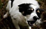 Hunde kan skade mennesker, og hvis det sker, skal de have en ansvarsforsikring.
