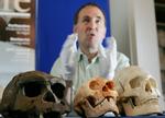 Et Homo Erectus kranie (til venstre) ved siden af Homo Floresiensis og det moderne Homo Sapiens til højre. 