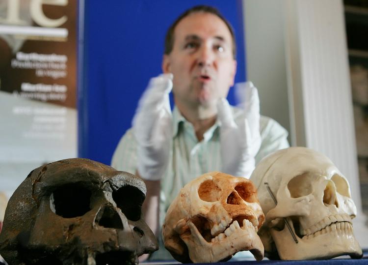 Et Homo Erectus kranie (til venstre) ved siden af Homo Floresiensis og det moderne Homo Sapiens til højre. 