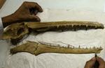 Peru Fossil