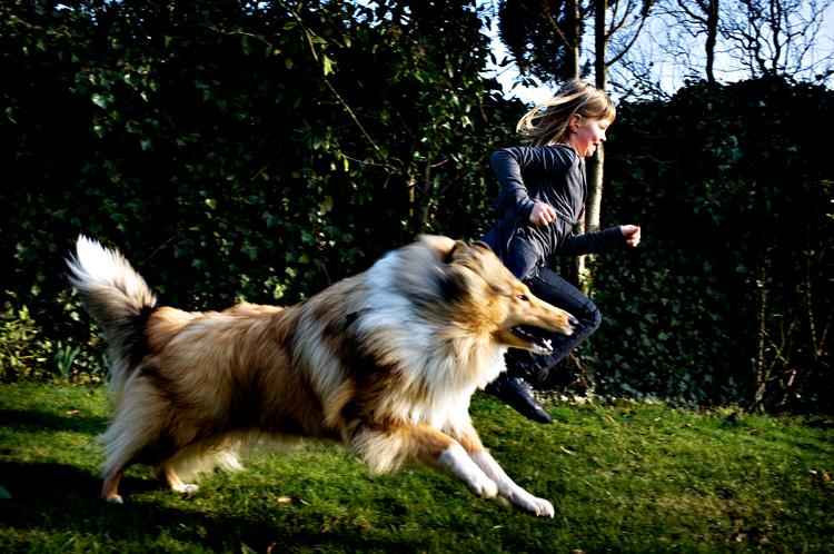 Et vigtigt element i forebyggelsen af bidulykker er at lære børn, hvordan de skal behandle hunden. Men det er lige så væsentligt, at hunden vænner sig til børn, som har en anden fysik og opfører sig anderledes end voksne. Foto: Martin Lehmann 