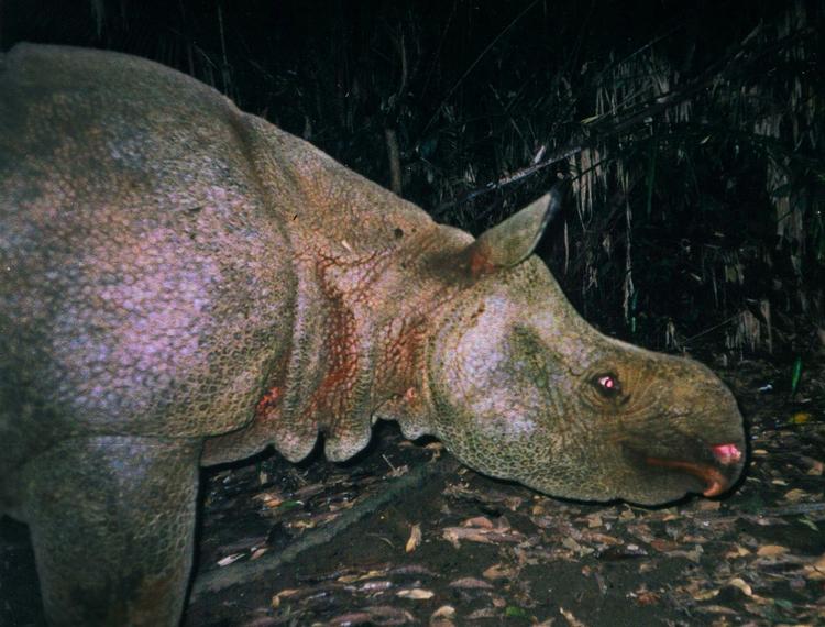 Det indonesiske Java-næsehorn vejer 2.300 kilo, er mere end tre meter lang og er et af verdens mest truede pattedyr. Arkivfoto. 