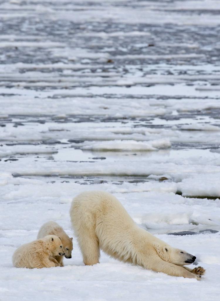 Isbjørnen kan være truet af stigende temperaturer, mener mange forskere. Men det er ikke menneskets skyld, hævder andre. 