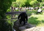Her er chimpansen Santino foran nogle af de irriterende gæster i Furuvik Zoo, som ligger 150 kilometer nord for Stockholm. Arkivfoto. 