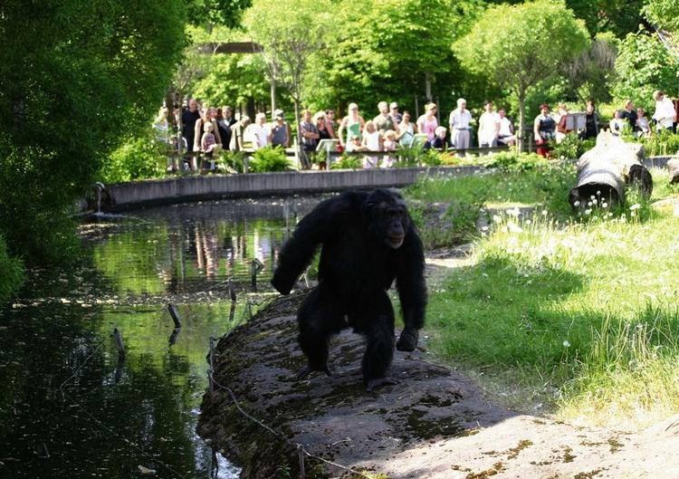Her er chimpansen Santino foran nogle af de irriterende gæster i Furuvik Zoo, som ligger 150 kilometer nord for Stockholm. Arkivfoto. 