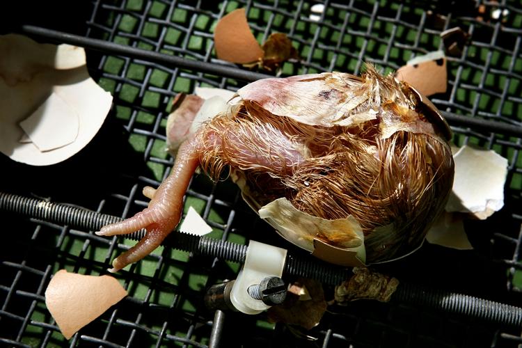 En lille ny kylling på vej ud af ægget. Meget taler for, at den er uden salmonella. (arkivfoto) 