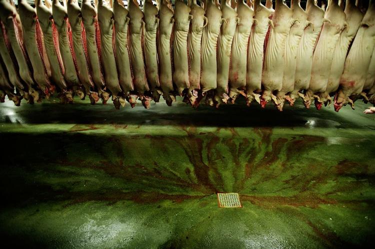 Det er kun dem, der slagter grisene i Danish Crown, der får mere i løn i år. Kontoransatte derimod får en lang næse. (Arkivfoto) 