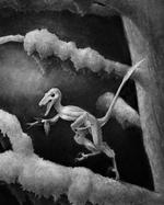 En tegners bud på, hvordan den lille dinosaur har set ud. 