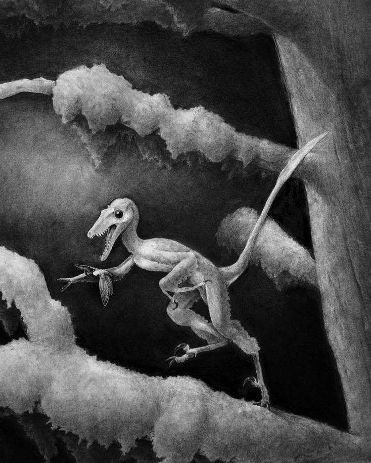 En tegners bud på, hvordan den lille dinosaur har set ud. 